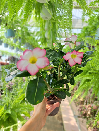 ADENIUM PINK STAR P13