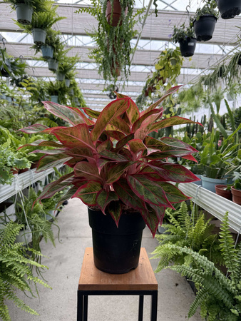 AGLAONEMA JUNGLE LAVA P19
