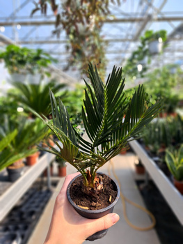 CYCAS P9