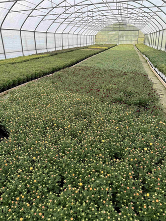 CHRYZANTEMA DROBNOKIATOWA BORDOWA MINI P11