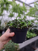 KALANCHOE MILLIONS TUBI P12