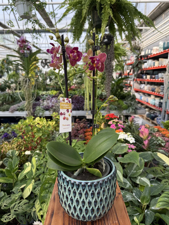 PHALENOPSIS LIMITED 03 P12