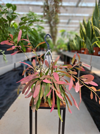 RHIPSALIS RED CORAL P14