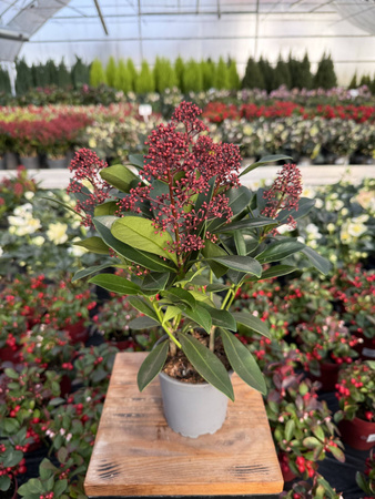 SKIMMIA RUBELLA P10
