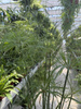 PAPIRUS - CYPERUS P18