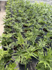 PAPROĆ DORYOPTERIS PEDATA P13