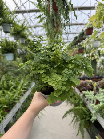 PAPROĆ ADIANTUM MONOCOLOR P13