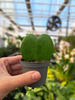 HOYA KERRI P6