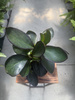 PEPEROMIA RED MARGIN P9