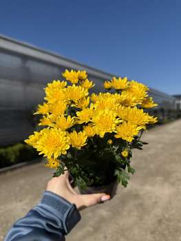 CHRYZANTEMA DROBNOKIATOWA ŻÓŁTA MINI P11