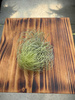 TILLANDSIA ANDREANA P10