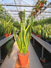 SANSEVIERIA LAURENTII P19