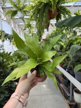 PAPROĆ ASPLENIUM ANTIQUUM P12
