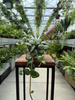 PEPEROMIA HOPE P12