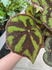 BEGONIA FOLIAGE MASONIANA ROCK P12