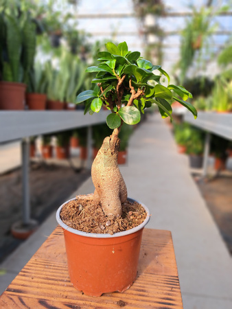 FICUS GINSENG P12