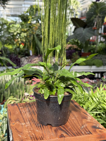 PAPROĆ MICROSORUM DIVERSIFOLIUM P10