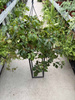 CISSUS ELLEN DANICA P19