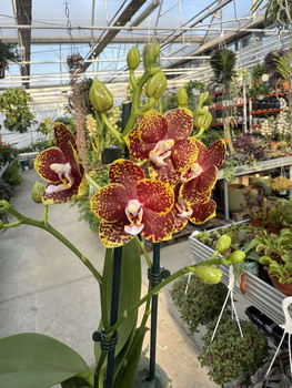 PHALENOPSIS LIMITED 04 P12