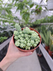 SEDUM BURRITO P12