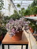 CALLISIA ROSATO P12