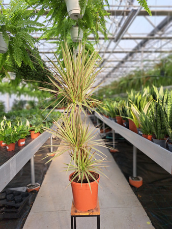 DRACENA MARGINATA BICOLOR P21
