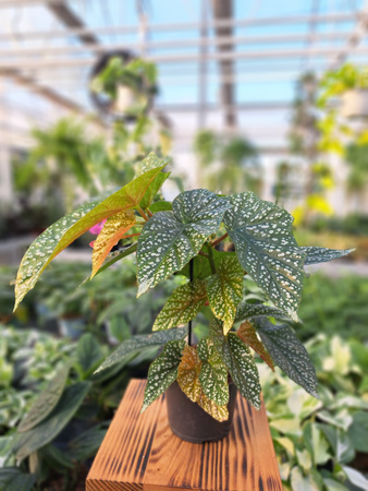 BEGONIA ALBOPICTA SILVER  P12
