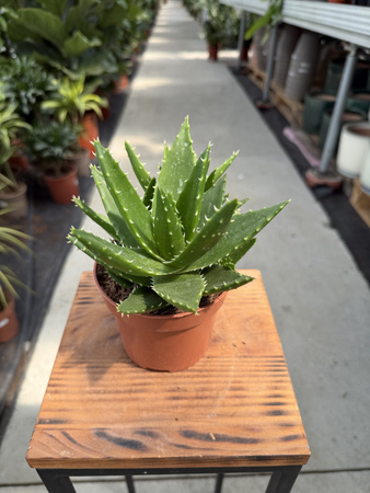 ALOE PERFOLIATA P12