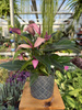 ANTHURIUM ZIZOU P12