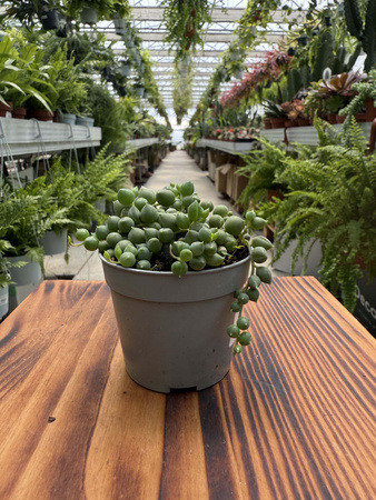SENECIO ROWLEYA P6