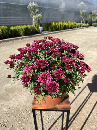 CHRYZANTEMA DROBNOKWIATOWA RÓŻOWA