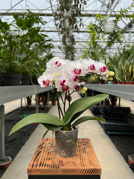 PHALENOPSIS MULTIFLORATYPES FLORICANE SAFE HAVEN P9