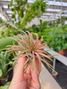 TILLANDSIA LONANTHA ROOD  P10