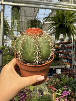 MELOCACTUS MATANZANUS P10