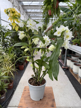 DENDROBIUM NOBILE STAR APOLLON P12