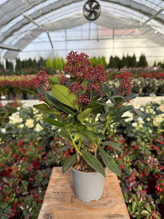 SKIMMIA RUBELLA P10