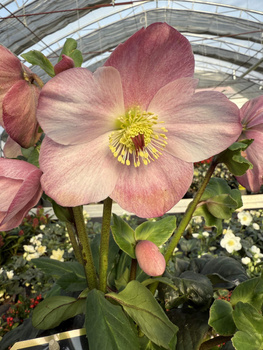 CIEMIERNIK WINTER BALLET KACY P15