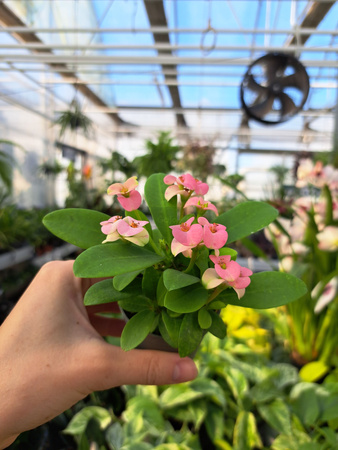 EUPHORBIA MILIANA RÓŻOWA  P6