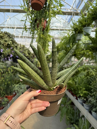 SANSEVIERIA BONCELLENSIS P14