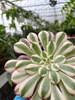 AEONIUM COPPER P10,5