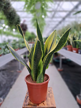 SANSEVERIA TRI. GOLD FLAME P17