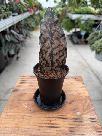 SANSEVIERIA STAR CANYON GRANITE P7