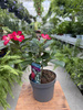 ADENIUM OBESUM RED P13