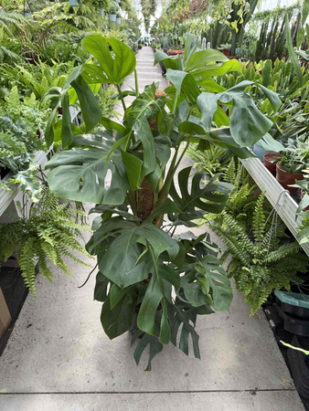 MONSTERA DELICIOSA NA PALU P24