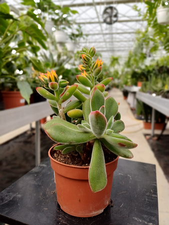 ECHEVERIA PULVINTA P10,5