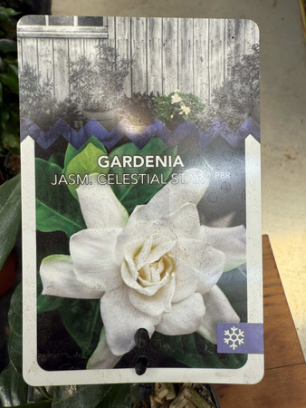 GARDENIA JASMINOIDES P9