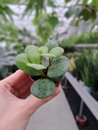 PEPEROMIA HOPE P5.5