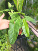 PHILODENDRON PARADISO VERDE P10,5