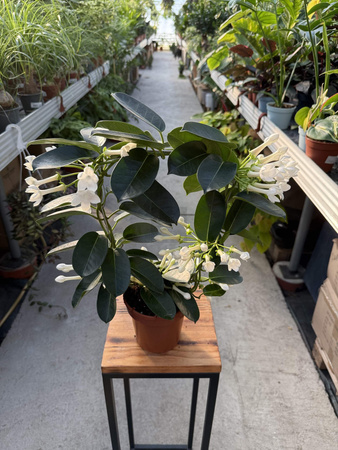 STEPHANOTIS P12