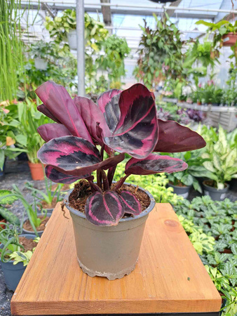 CALATHEA PRINCESS JESSIE P10